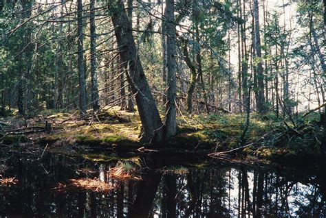 Fulong Qingxians Vandrande Ö: En Mystisk Oas i Skogens Hjärt!